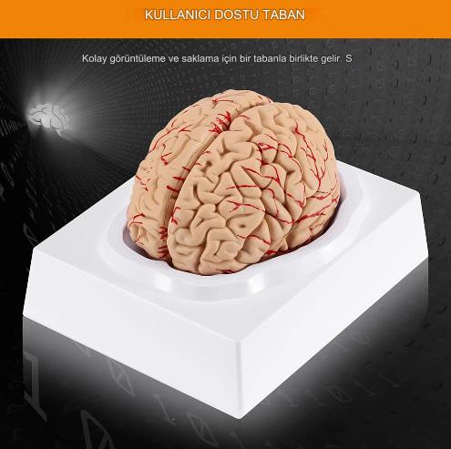 8 Parça İnsan Beyin Anatomik Model 15x12x11cm Parçalara Ayrılabilir Nörobilim Beyin Cerrahi Eğitim Maketi 8 Parça İnsan Beyin Anatomik Model 15x12x11cm Parçalara Ayrılabilir Nörobilim Beyin Cerrahi Eğitim Maketi