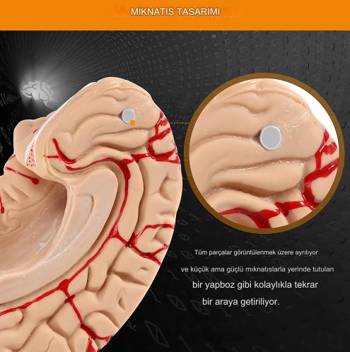 8 Parça İnsan Beyin Anatomik Model 15x12x11cm Parçalara Ayrılabilir Nörobilim Beyin Cerrahi Eğitim Maketi 8 Parça İnsan Beyin Anatomik Model 15x12x11cm Parçalara Ayrılabilir Nörobilim Beyin Cerrahi Eğitim Maketi