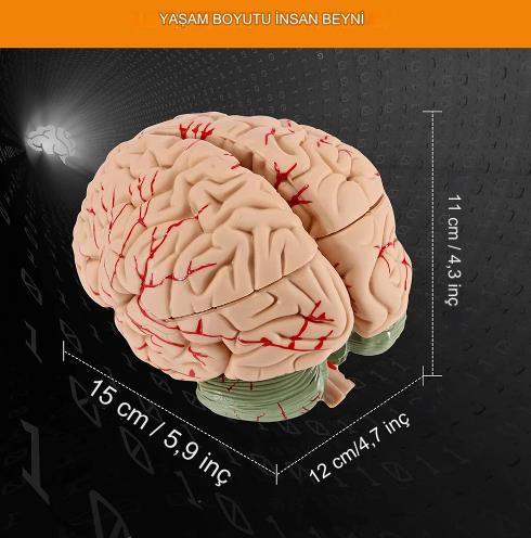 8 Parça İnsan Beyin Anatomik Model 15x12x11cm Parçalara Ayrılabilir Nörobilim Beyin Cerrahi Eğitim Maketi 8 Parça İnsan Beyin Anatomik Model 15x12x11cm Parçalara Ayrılabilir Nörobilim Beyin Cerrahi Eğitim Maketi