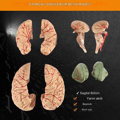 8 Parça İnsan Beyin Anatomik Model 15x12x11cm Parçalara Ayrılabilir Nörobilim Beyin Cerrahi Eğitim Maketi 8 Parça İnsan Beyin Anatomik Model 15x12x11cm Parçalara Ayrılabilir Nörobilim Beyin Cerrahi Eğitim Maketi