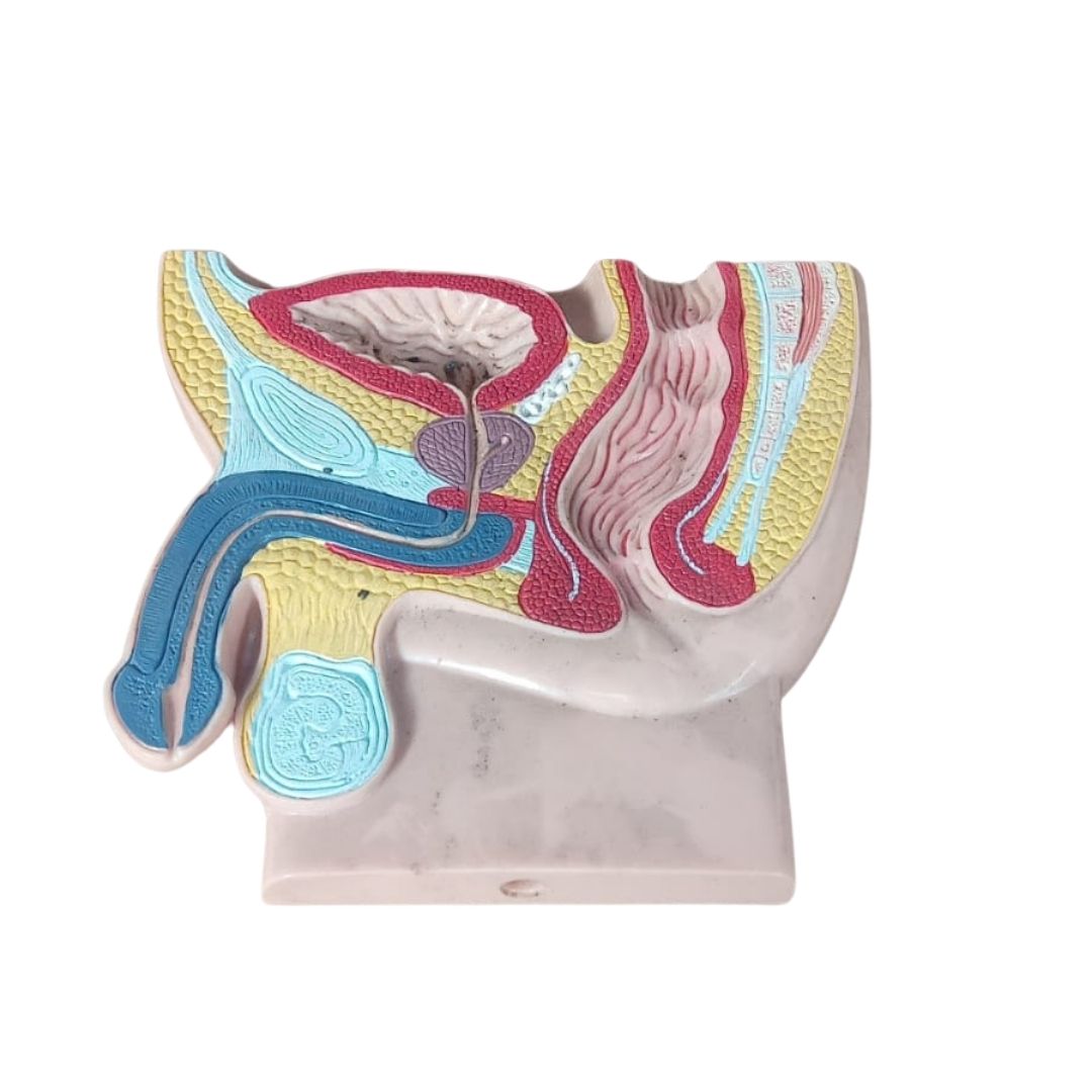 Erkek Pelvis Karın Boşluğu Anatomik Model PELVİS ANATOMİK MODELİ Erkek Pelvis Karın Boşluğu Anatomik Model PELVİS ANATOMİK MODELİ