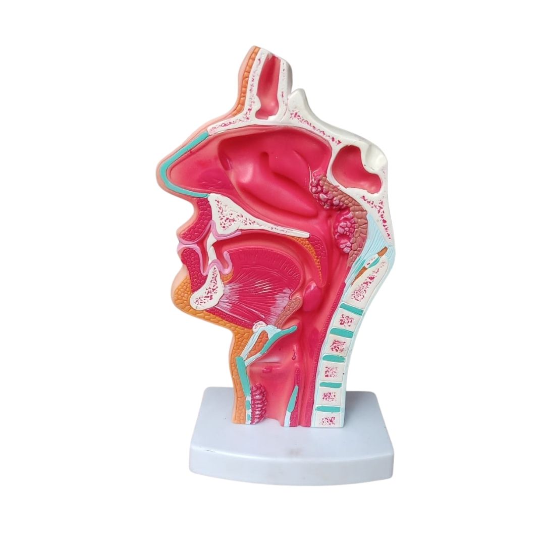 Nazal Burun Boşluğu Kafa Anatomisi Modeli Nazofaringeal Model Ağız Burun Boğazda Yan Vasküler Sinir Eğitim Modeli Nazal Burun Boşluğu Kafa Anatomisi Modeli Nazofaringeal Model Ağız Burun Boğazda Yan Vasküler Sinir Eğitim Modeli