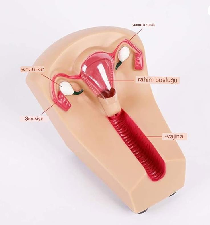 Kadın Rahim İçi Model Doğum Kontrolü Gebelik Hazırlık Eğitim Simülatör Maket Modeli Kadın Rahim İçi Model Doğum Kontrolü Gebelik Hazırlık Eğitim Simülatör Maket Modeli